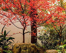 植物養(yǎng)護(hù)
