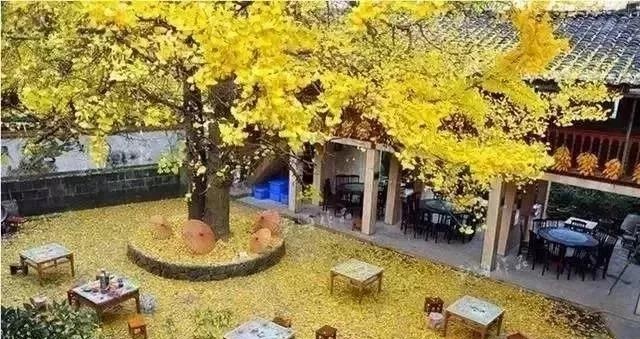 庭院景觀設(shè)計(jì)中常用的綠化景觀樹(shù)有哪些