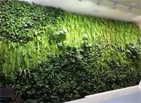 春季植物養(yǎng)護(hù)攻略