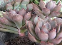 植物養(yǎng)護(hù)方法之多肉