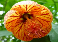 庭院設(shè)計(jì)里金鈴花怎樣修剪