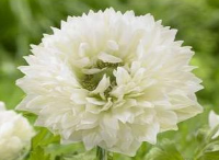 別墅庭院設(shè)計(jì)里銀蓮花種球怎樣處理