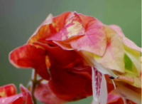 園林景觀設(shè)計(jì)里蝦衣花的四季保護(hù)方法