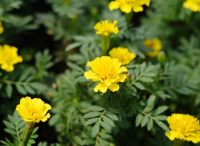 庭院設(shè)計(jì)里怎樣控制孔雀草的花期