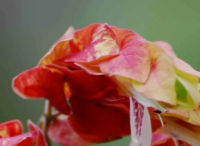 園林景觀設(shè)計(jì)里蝦衣花的四季保護(hù)方法