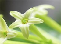 別墅庭院設(shè)計(jì)里夜來(lái)香的種植辦法