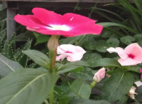 庭院設(shè)計(jì)里長(zhǎng)春花冬季怎樣養(yǎng)